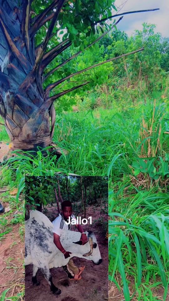 TikTok video thumbnail by jall590