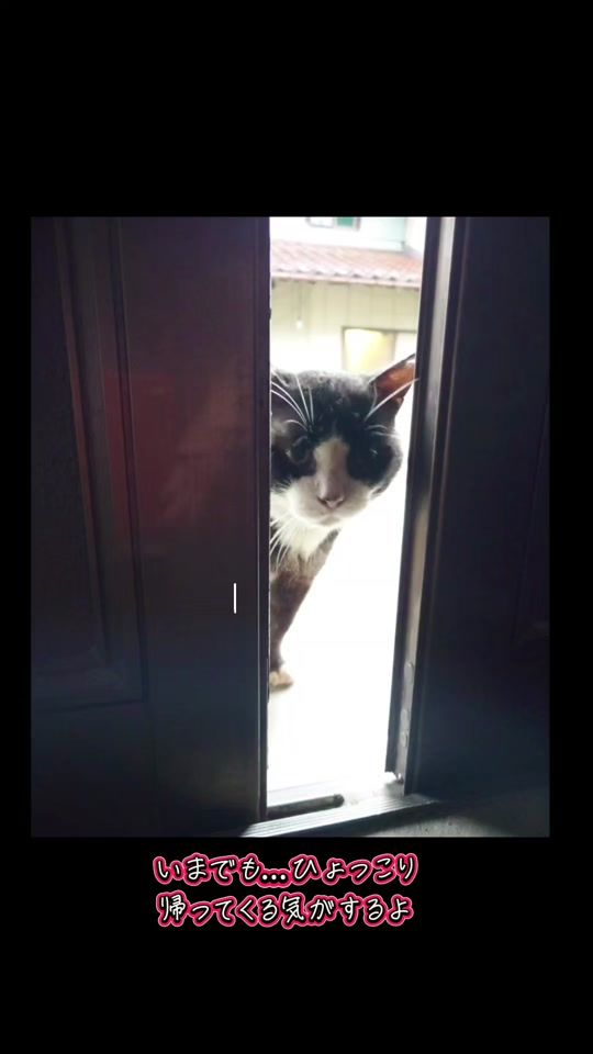 TikTok video thumbnail by 4cats8
