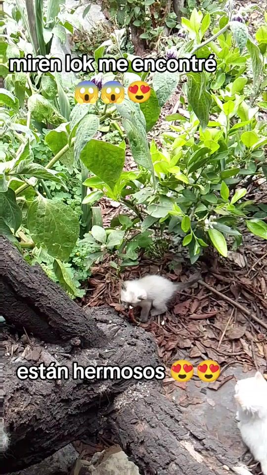 TikTok video thumbnail by katyoliver7
