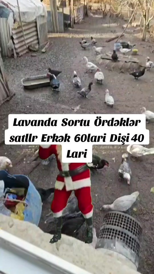 TikTok video thumbnail by xeyyamrustemzade