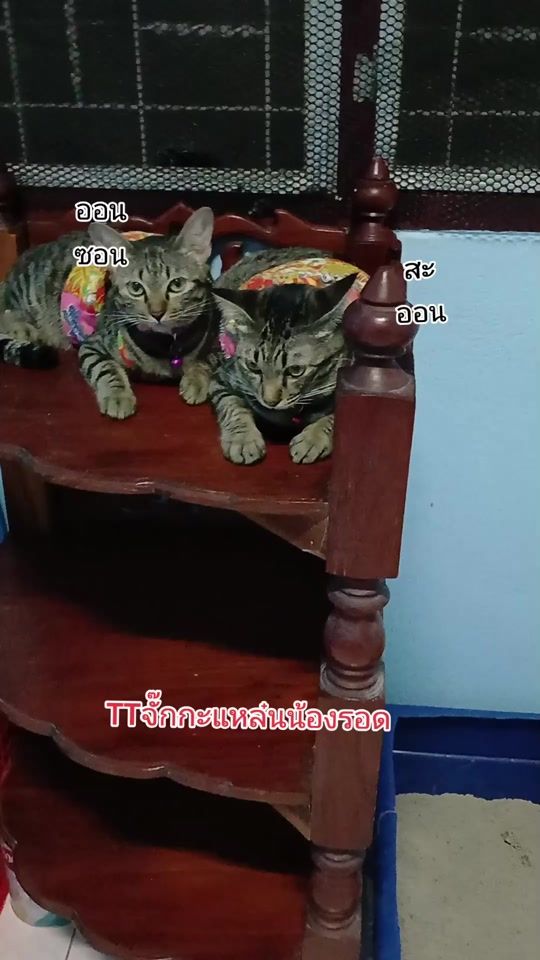 TikTok video thumbnail by noo.na938