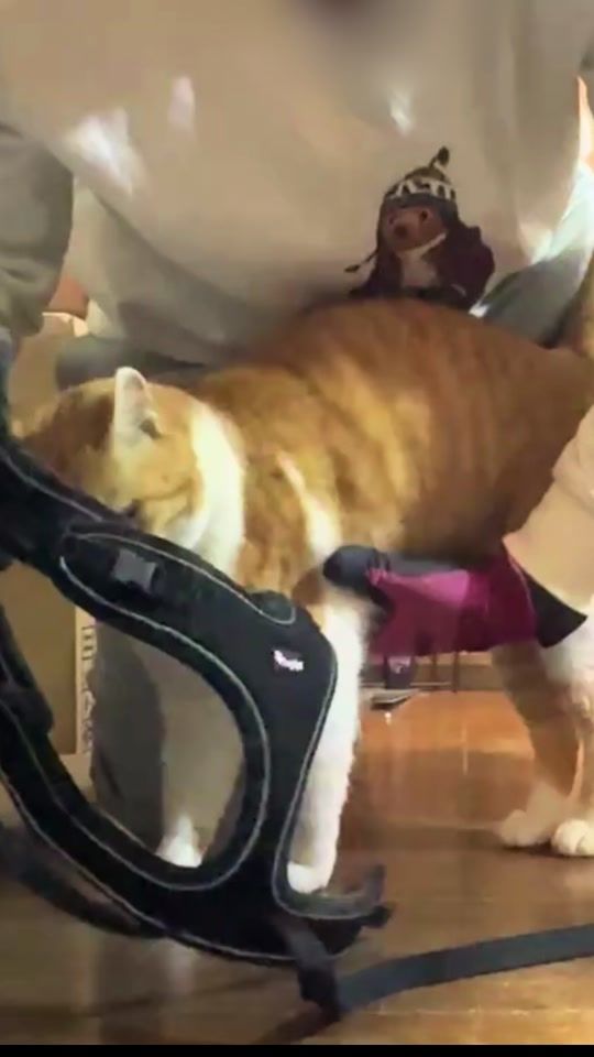 TikTok video thumbnail by chacha_neco
