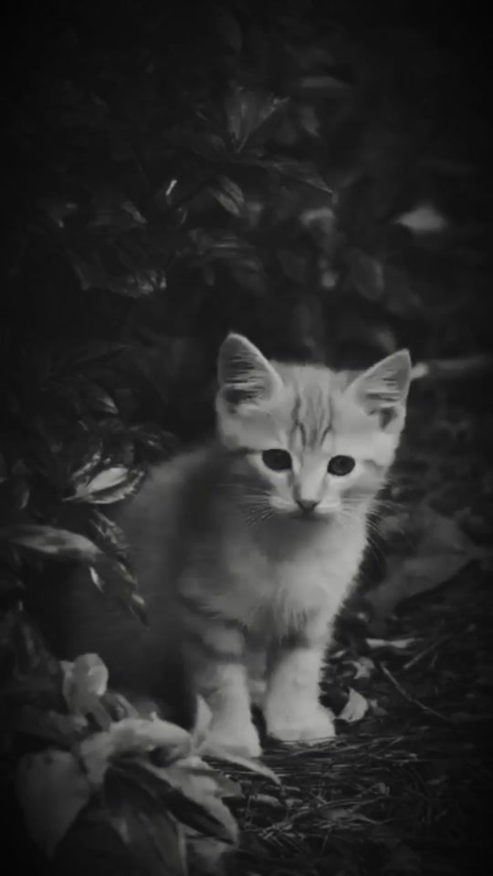TikTok video thumbnail by riztopeng