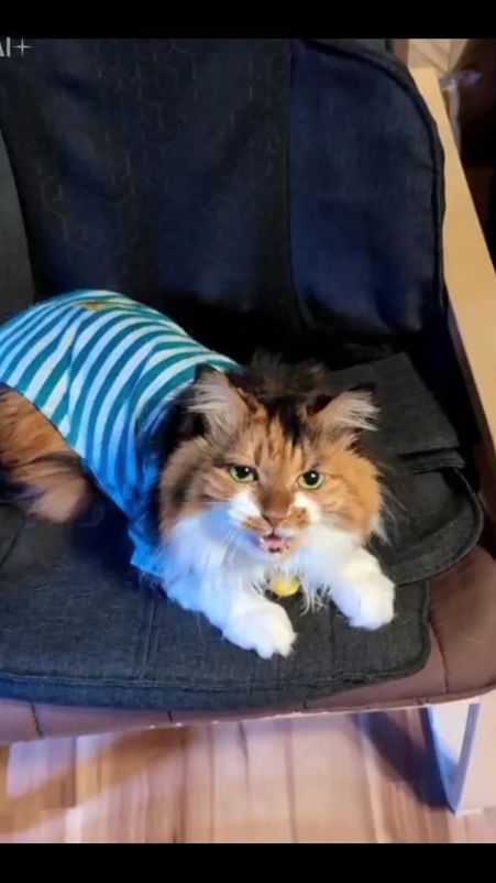 TikTok video thumbnail by danchiou