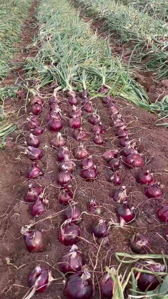 TikTok video thumbnail by abdisirajfarms