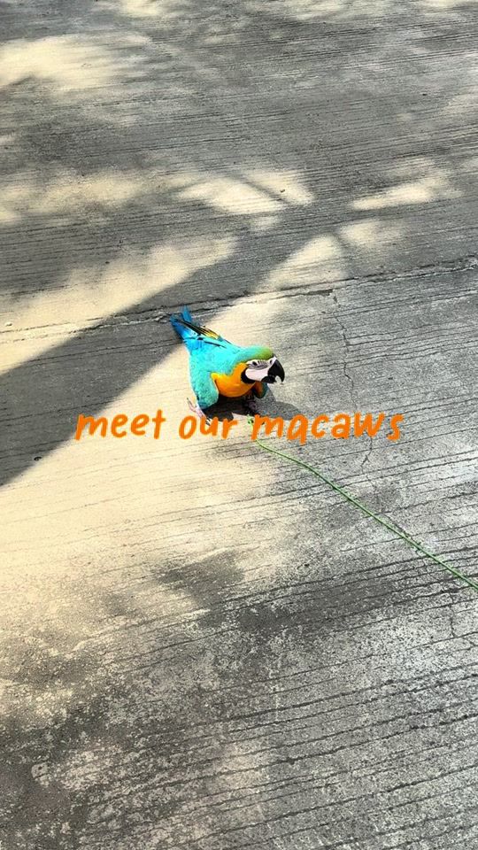 TikTok video thumbnail by calypsoplays