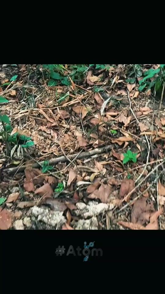 TikTok video thumbnail by iamhamiis2