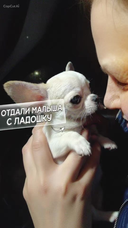 TikTok video thumbnail by caudatehappiness