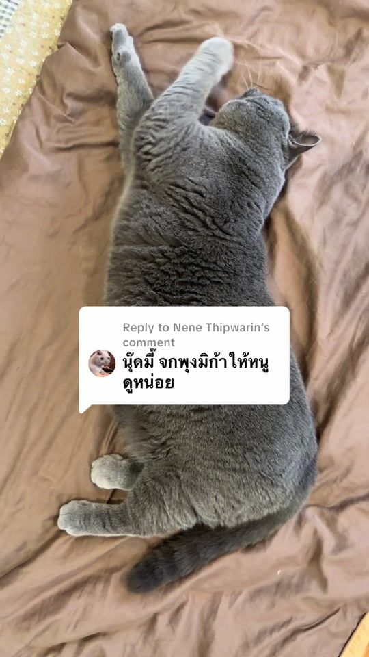 TikTok video thumbnail by noodmifamily