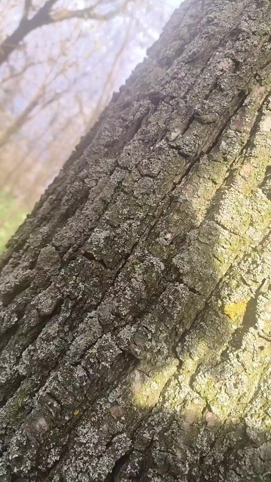 TikTok video thumbnail by viorel9615