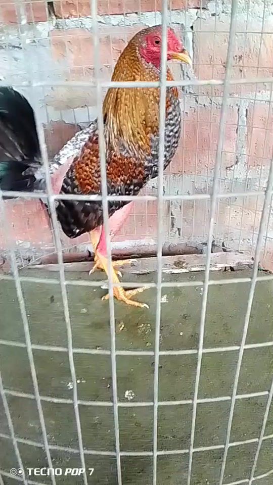 TikTok video thumbnail by jdsanchez99
