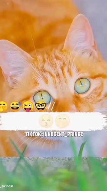 TikTok video thumbnail by innocent_prince13