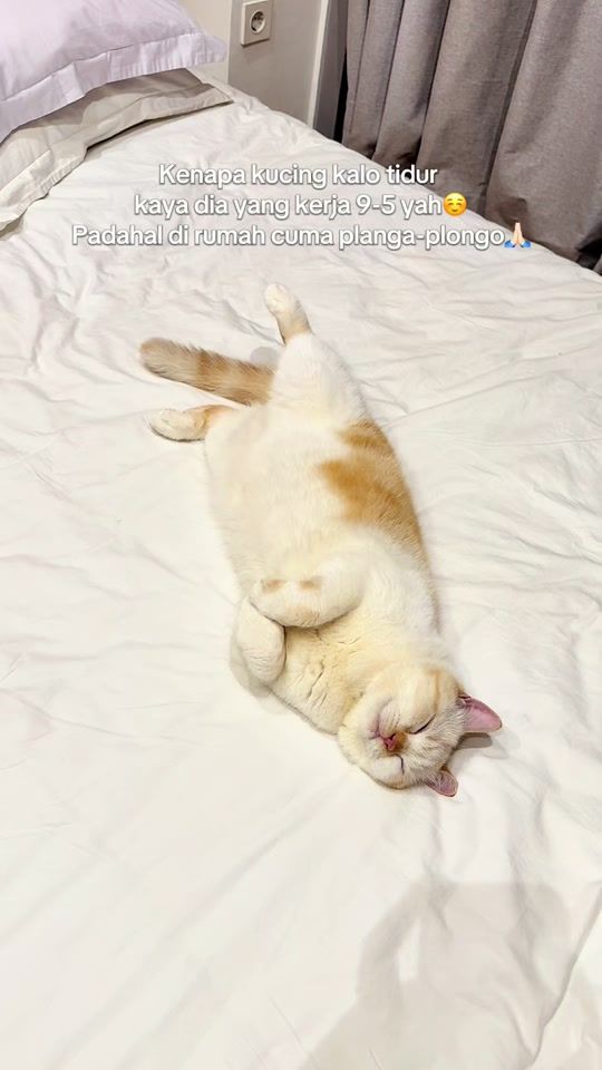 TikTok video thumbnail by elbanina.cat