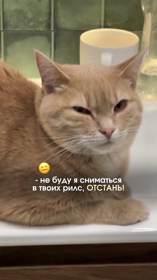 TikTok video thumbnail by labrador.marty