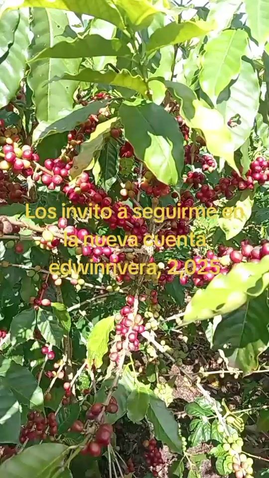 TikTok video thumbnail by edwin.rivera.te.ag