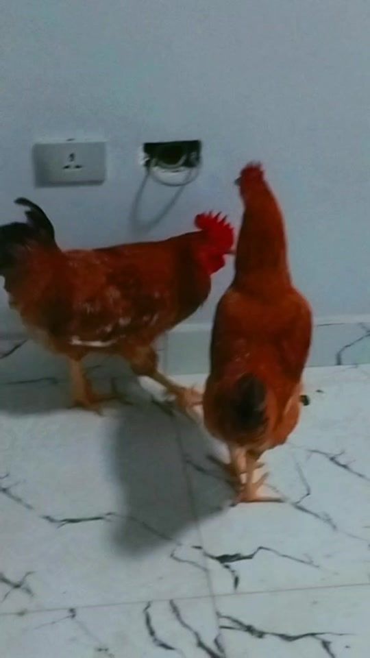 TikTok video thumbnail by abramwerku0966624062