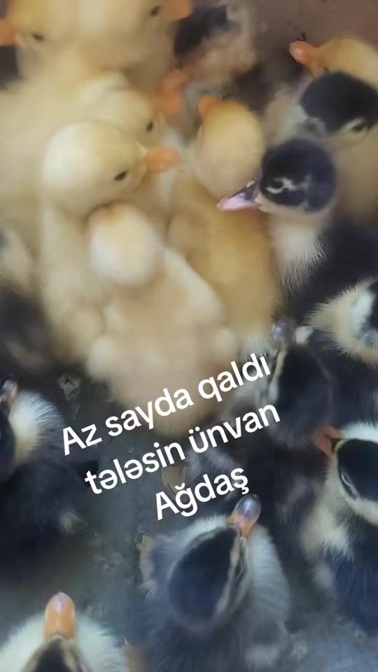 TikTok video thumbnail by user1939439330158