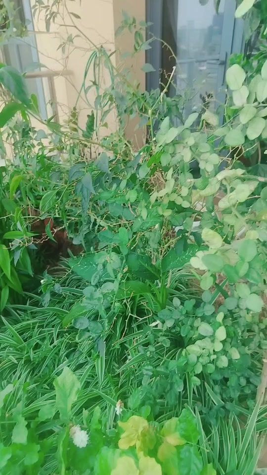TikTok video thumbnail by sr.pich4671