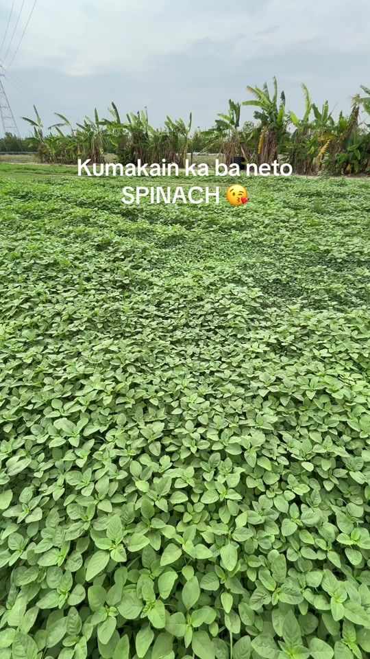 TikTok video thumbnail by lhanmab
