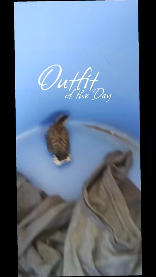 TikTok video thumbnail by jwilliamdiaz