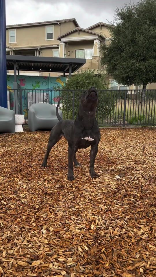 TikTok video thumbnail by les_chiens56