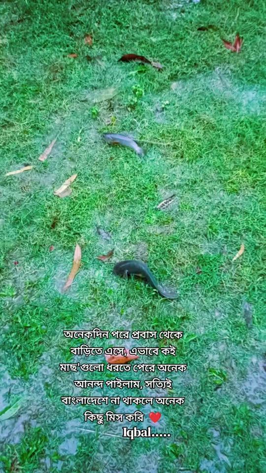 TikTok video thumbnail by md.i.q.b.a.l