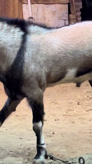 TikTok video thumbnail by anna_farm_jaffna