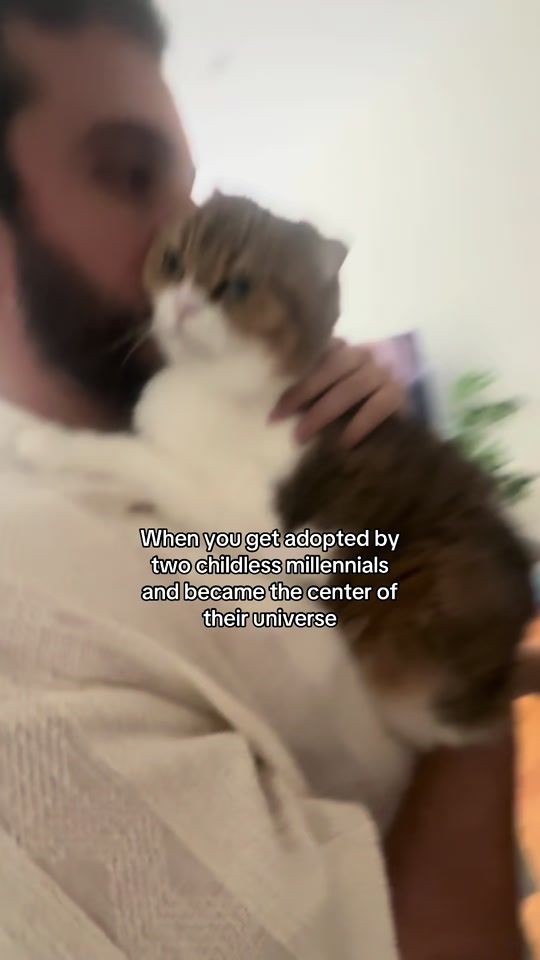 TikTok video thumbnail by phoebe.thescottishfold