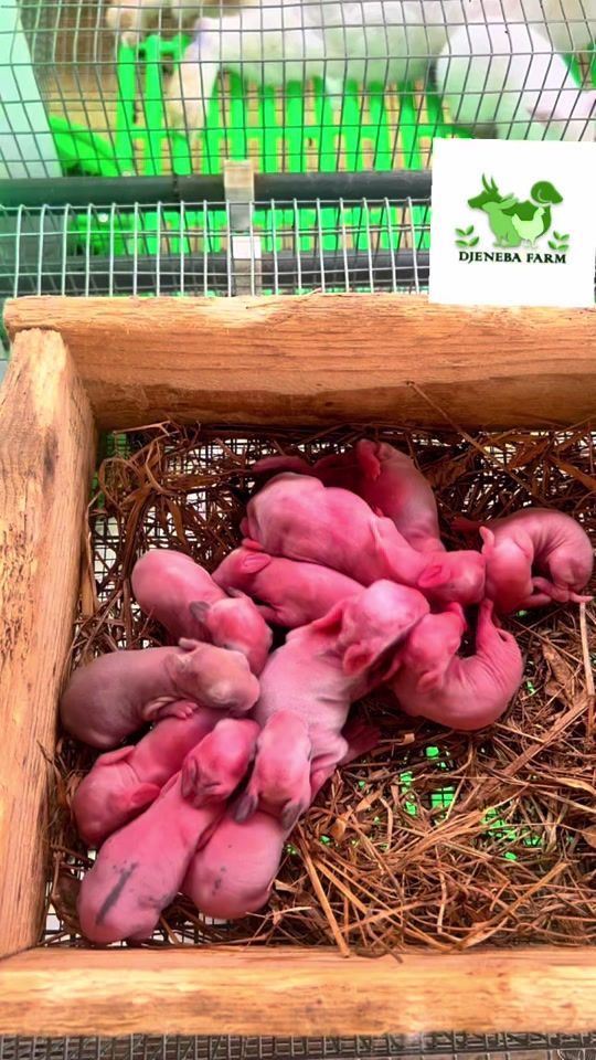 TikTok video thumbnail by djeneba_farm
