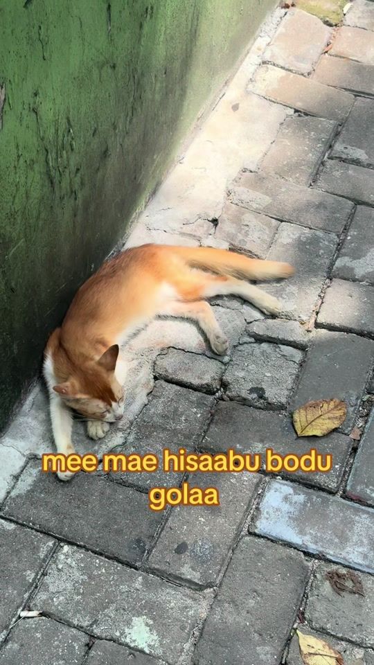 TikTok video thumbnail by void.pngz