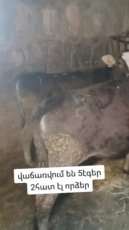 TikTok video thumbnail by 1232__2