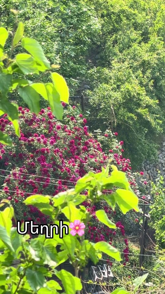 TikTok video thumbnail by arpiphotography