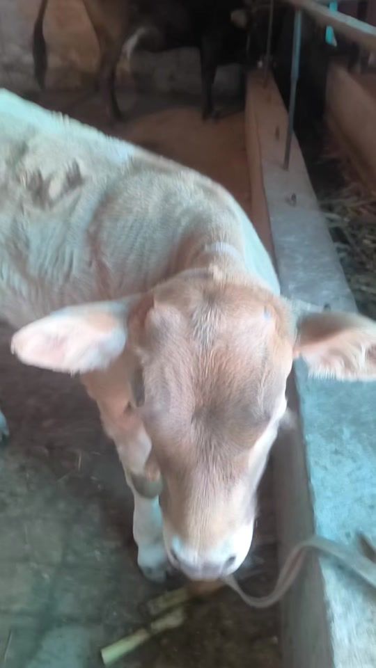 TikTok video thumbnail by vet.kg