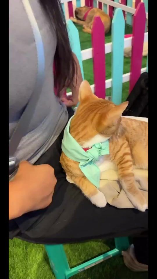 TikTok video thumbnail by arteschile