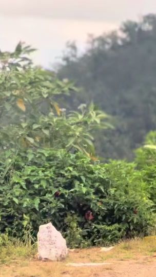 TikTok video thumbnail by thiva01