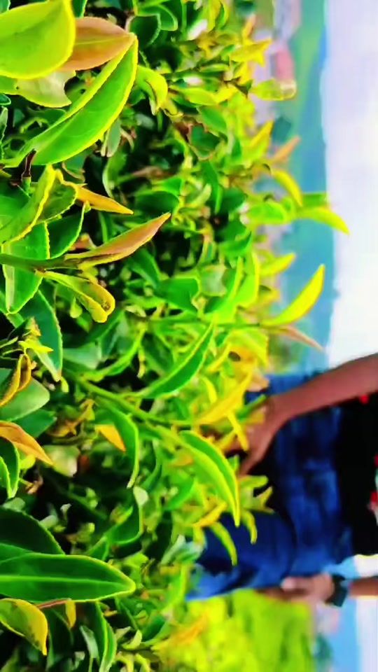 TikTok video thumbnail by safraz.single.boy