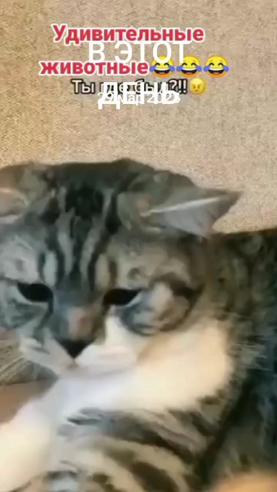 TikTok video thumbnail by blondinka975