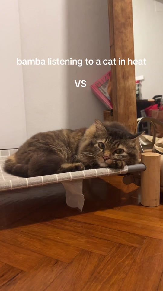 TikTok video thumbnail by thekittycat.jpeg