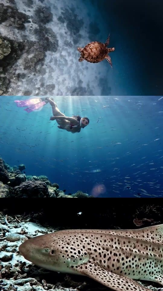 TikTok video thumbnail by aaish.mv