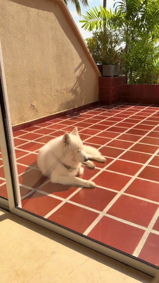 TikTok video thumbnail by thewhitezeus