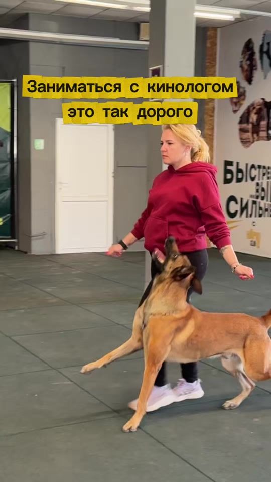 TikTok video thumbnail by k9_belka