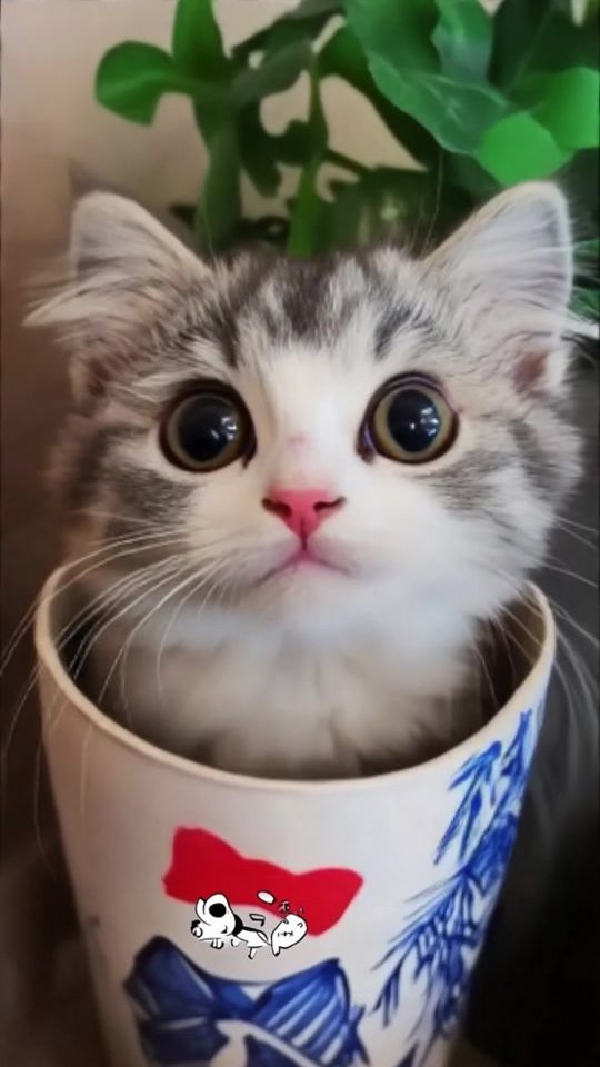 TikTok video thumbnail by meowflix96
