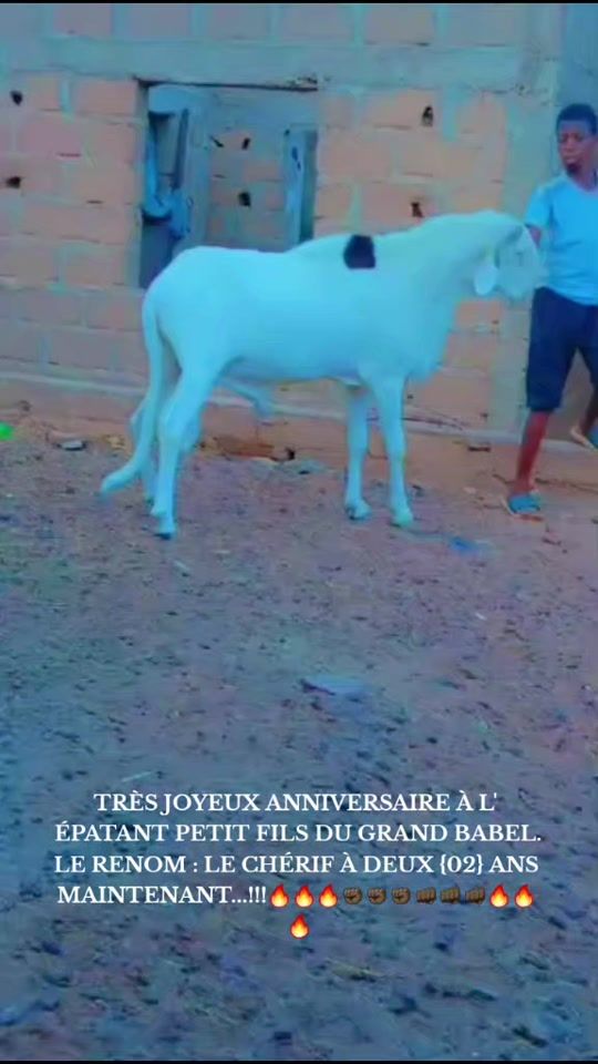 TikTok video thumbnail by seydou.info