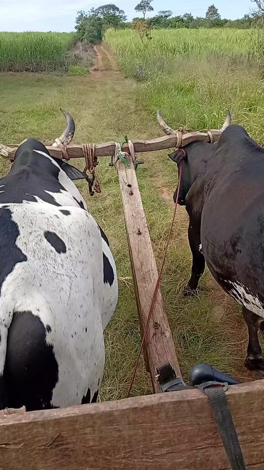 TikTok video thumbnail by hugo.ramn.bentez.g
