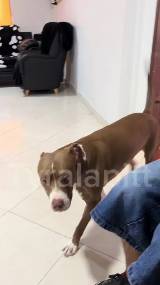 TikTok video thumbnail by tyralapit_