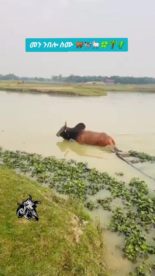 TikTok video thumbnail by _son_african