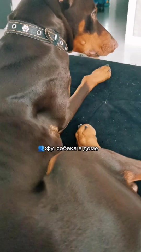 TikTok video thumbnail by doberhan