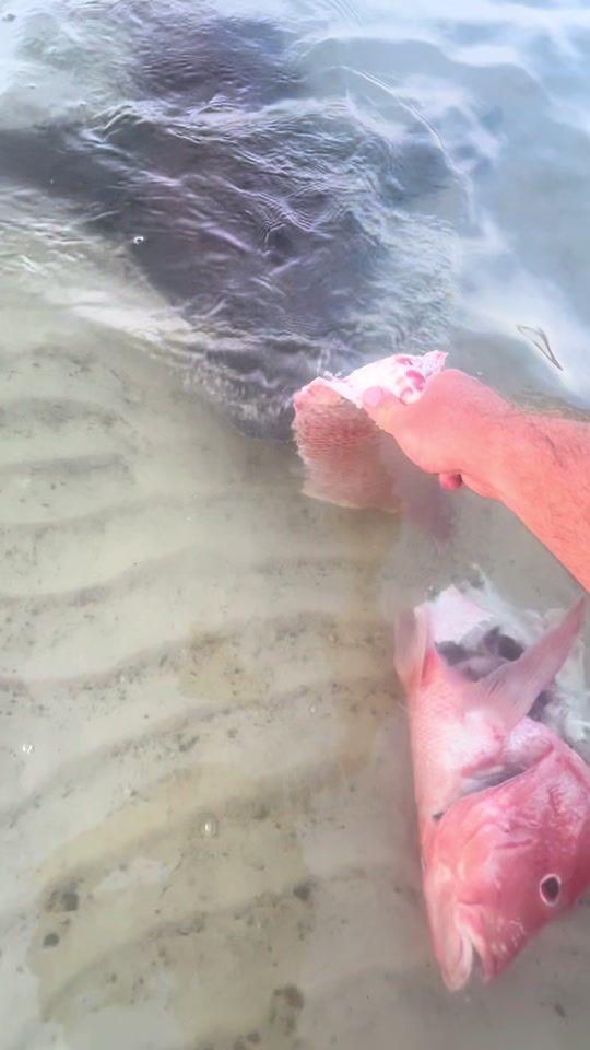 TikTok video thumbnail by reelloose_adventures