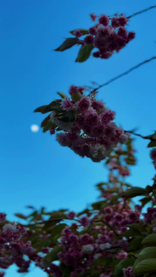 TikTok video thumbnail by sawaira.k