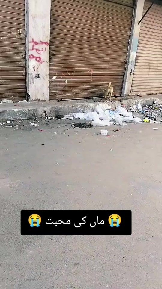TikTok video thumbnail by yasinfani38